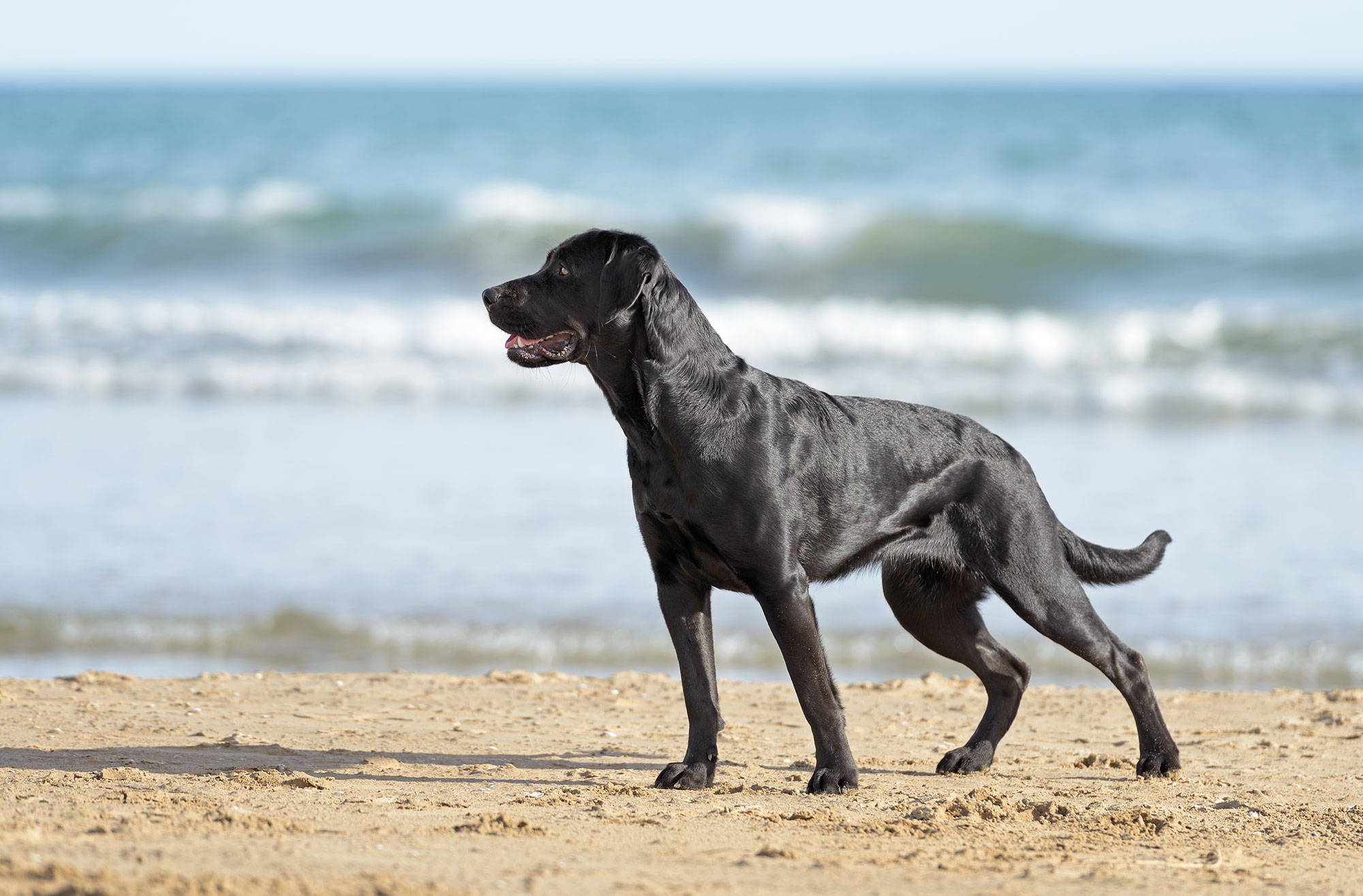 Holiday cottages isles of scilly hot sale dog friendly